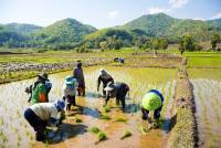 Chiang-Rai-Thailand-rice-field-workers-in-paddy-fields-by-documentary-travel-photographer-Matthew-Williams-Ellis